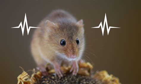 Can mice hear well?